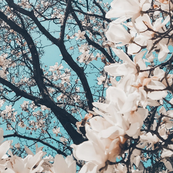 Cherry Blossoms in Bloom